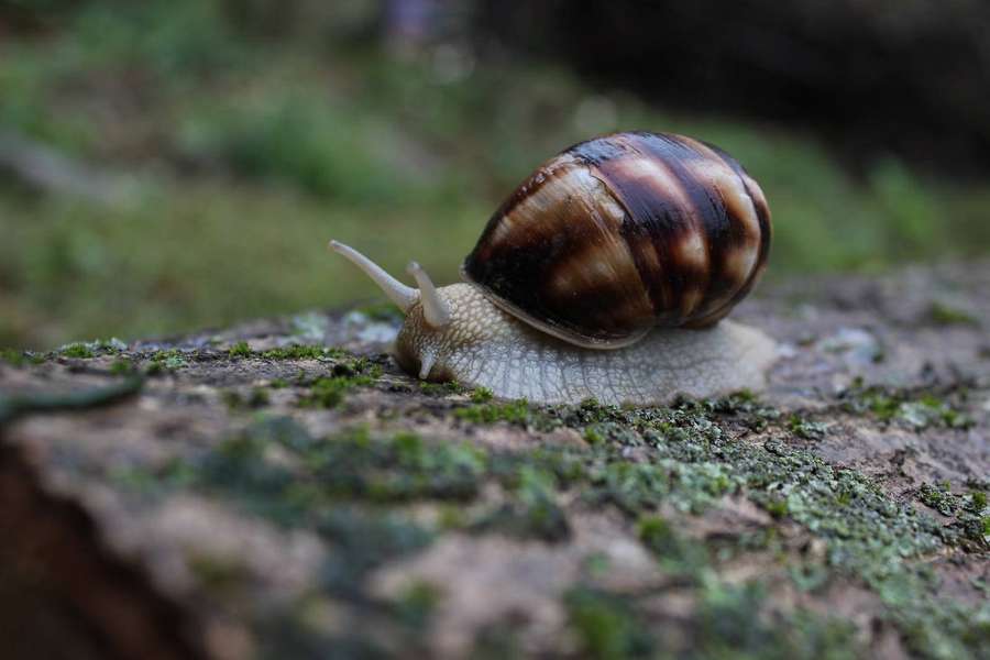 Un caracol rayado marrón y crema arrastrándose sobre un tocón de árbol cubierto de musgo. — Caracol Fondos de pantalla