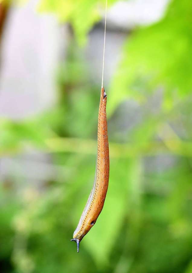 Una babosa marrón colgando de un hilo en un entorno de jardín verde. — Caracoles Fondos de pantalla
