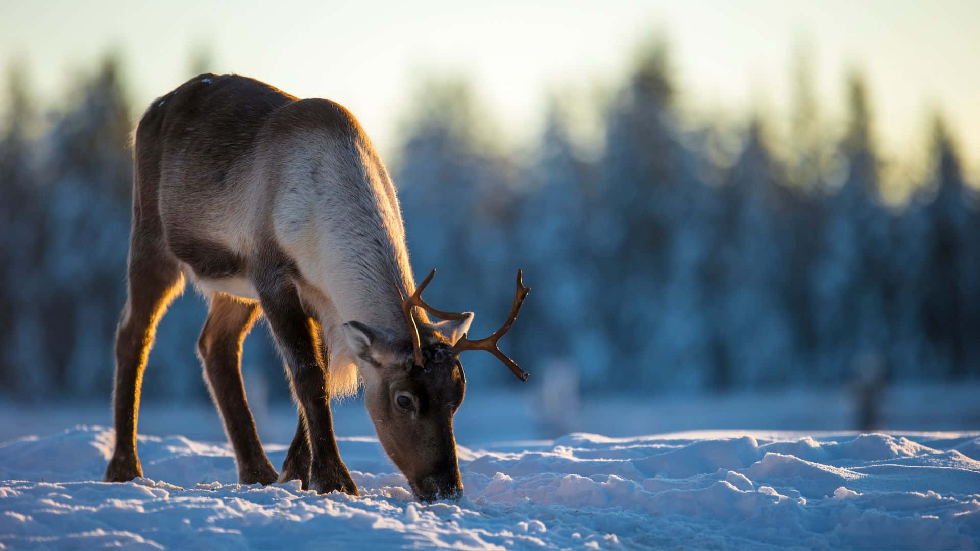 Caribou Achtergrond