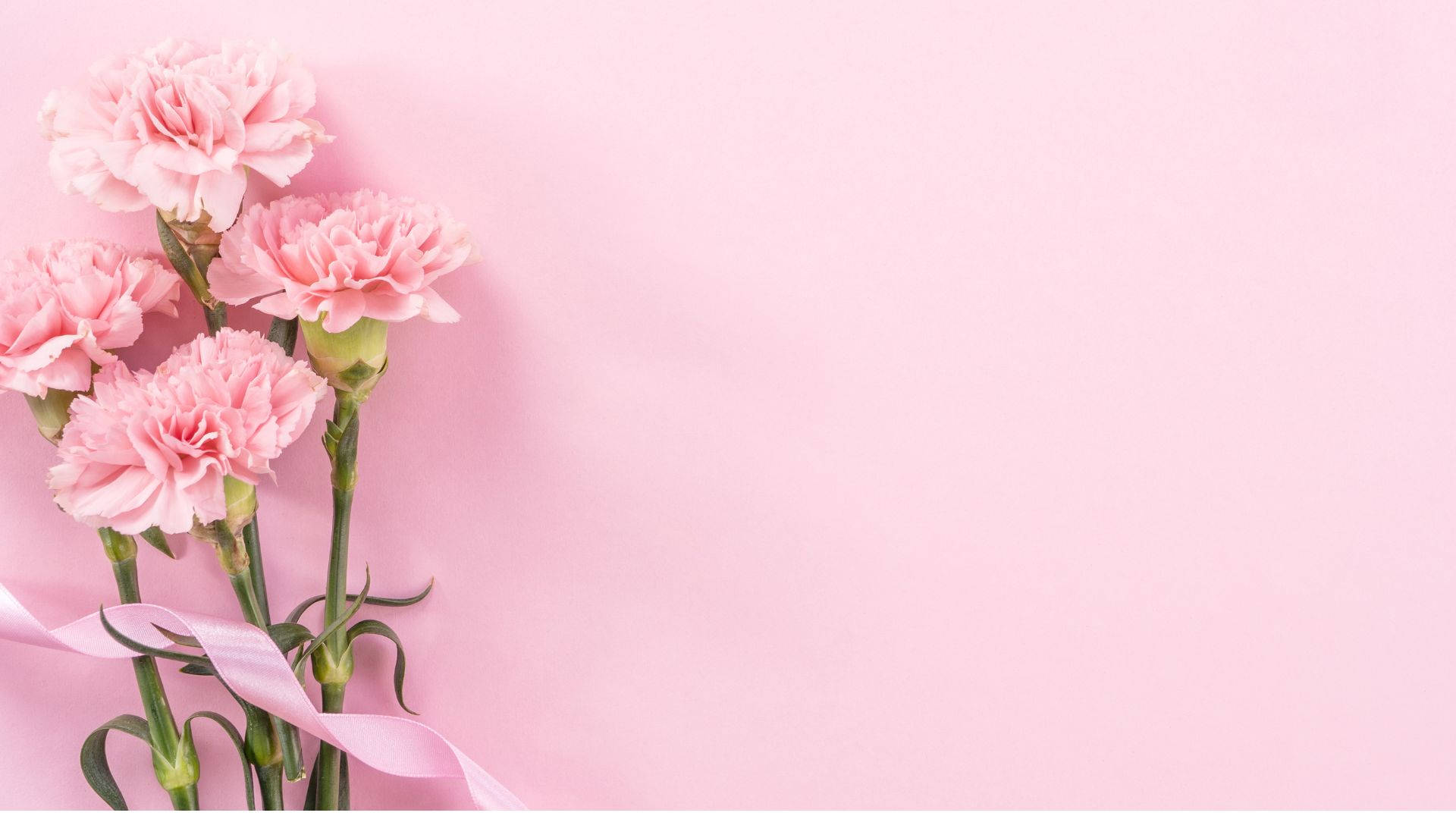 Rosa nejlikor med band på pastellrosa bakgrund — Nejlika bakgrund Bakgrundsbilder