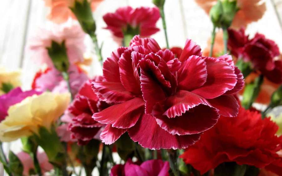Close-up of colorful carnations with ruffled petals and green stems. — Carnation Picture