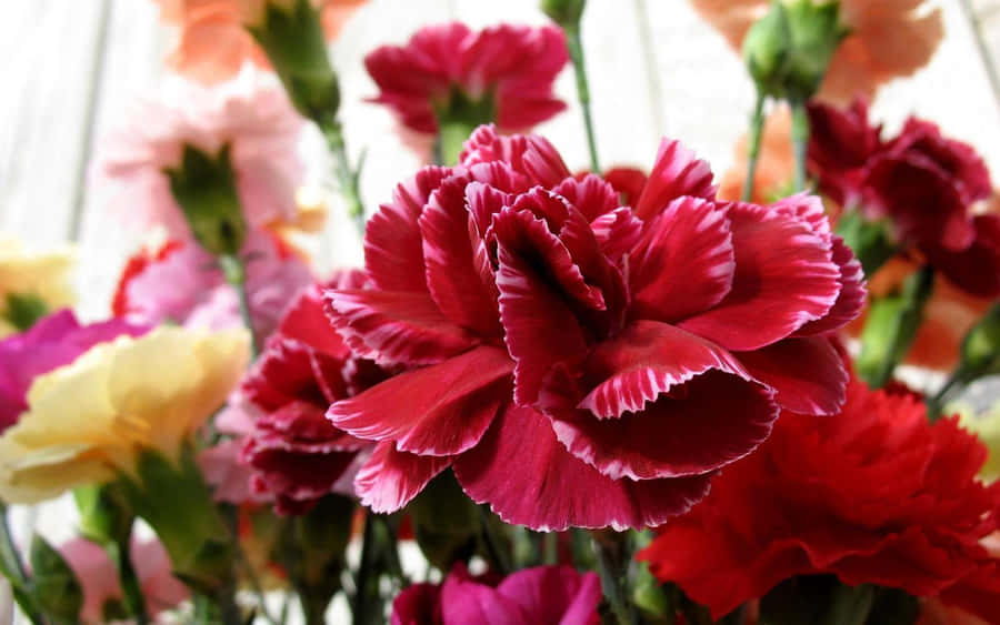 Carnation Pictures Wallpaper