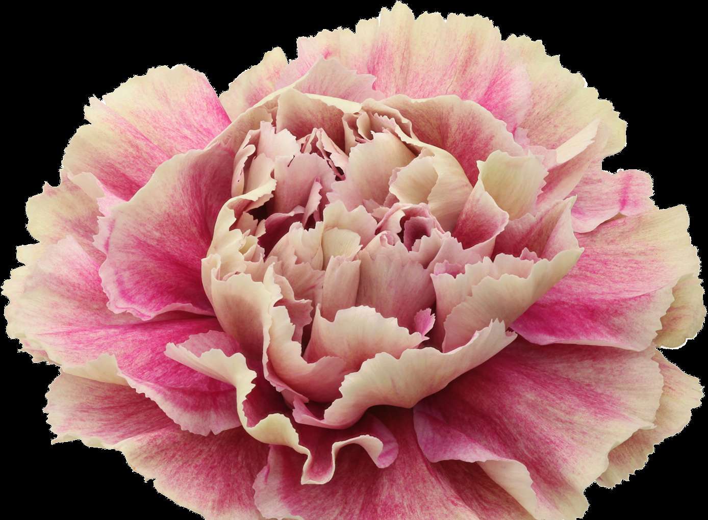 A pink and cream carnation with ruffled petals against a black background. — Carnation PNG