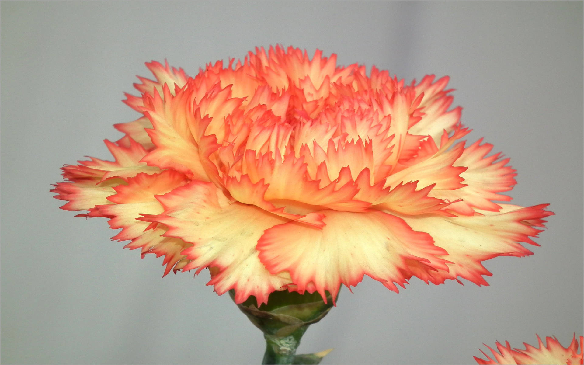 Carnation Achtergrond