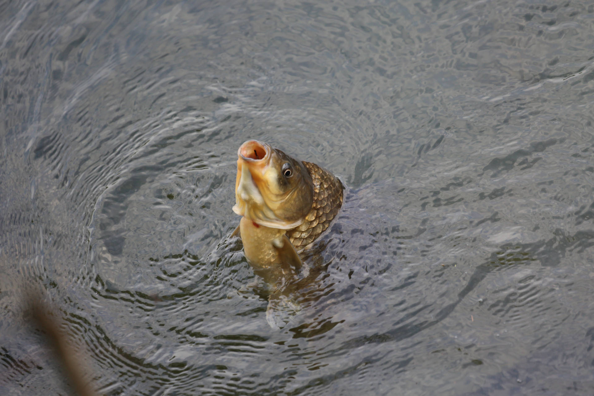 Carp Bakgrunnsbildet