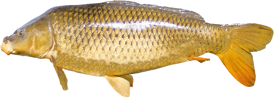 Carp Png