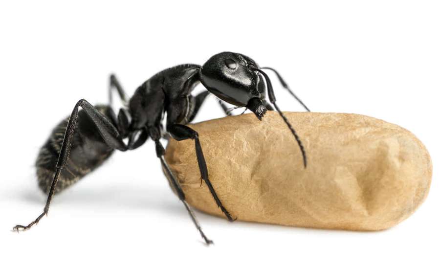 Eine schwarze Ameise, die einen kleinen braunen Kieselstein auf einer weißen Oberfläche trägt. — Carpenter Ant Wallpaper