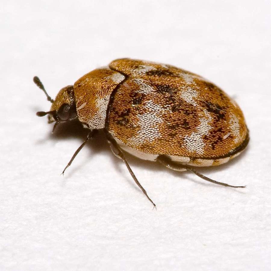 Yksityiskohtainen ruskea-valkoinen kuvioitu kovakuoriainen valkoisella teksturoidulla pinnalla. — Carpet Beetle Taustakuvat