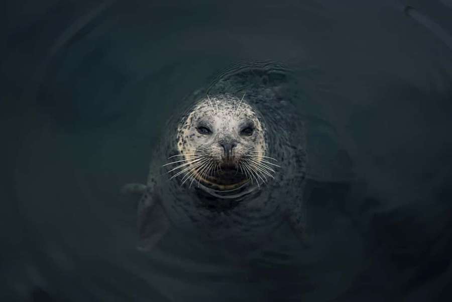 A spotted seal looks up from dark water with whiskers and curious eyes. — Caspian Seal Wallpaper