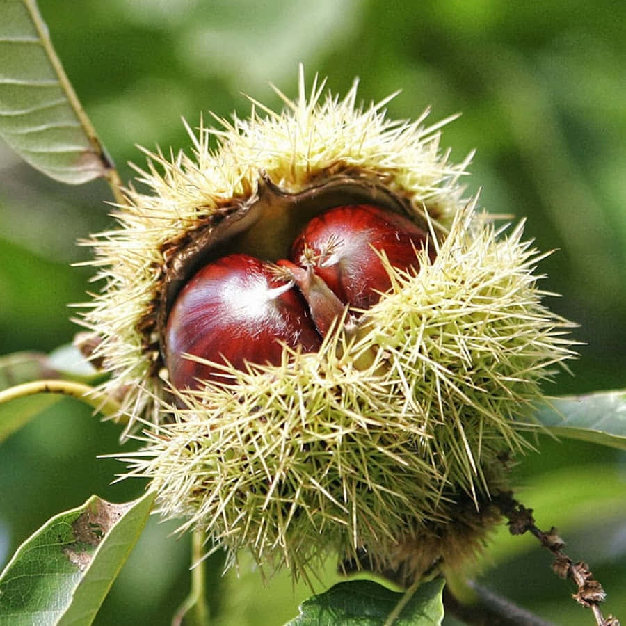 Castanje Achtergrond