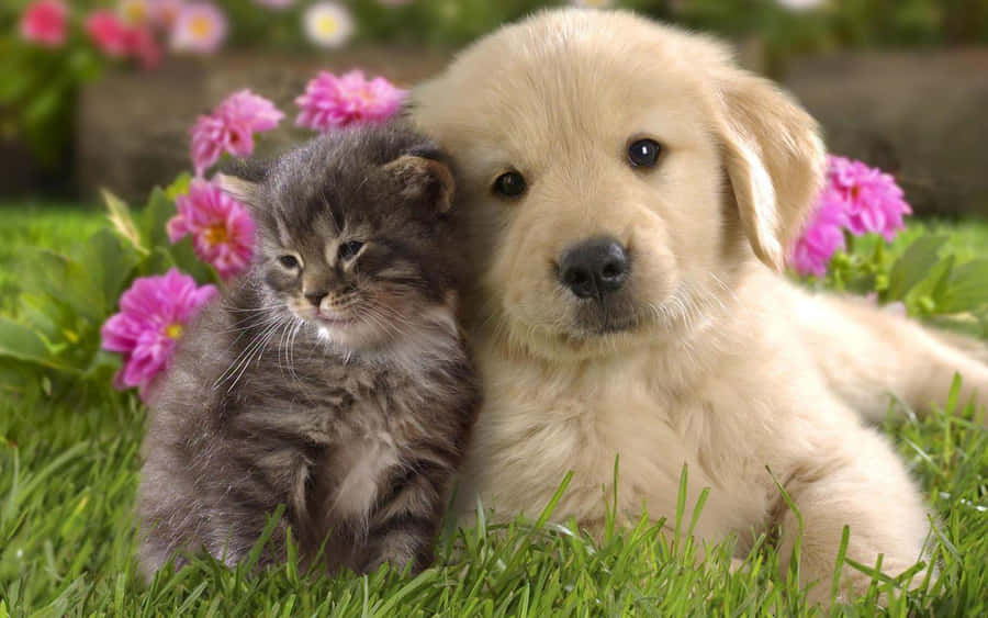 Cat And Dog Pictures Wallpaper