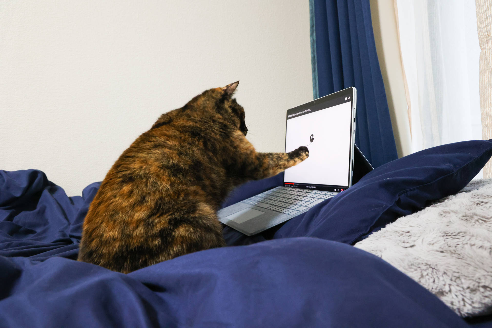 Cat Computer Bakgrund