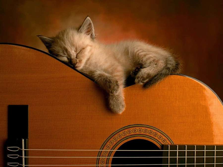 A sleeping kitten curled on a wooden guitar — Cat Desktop Wallpaper