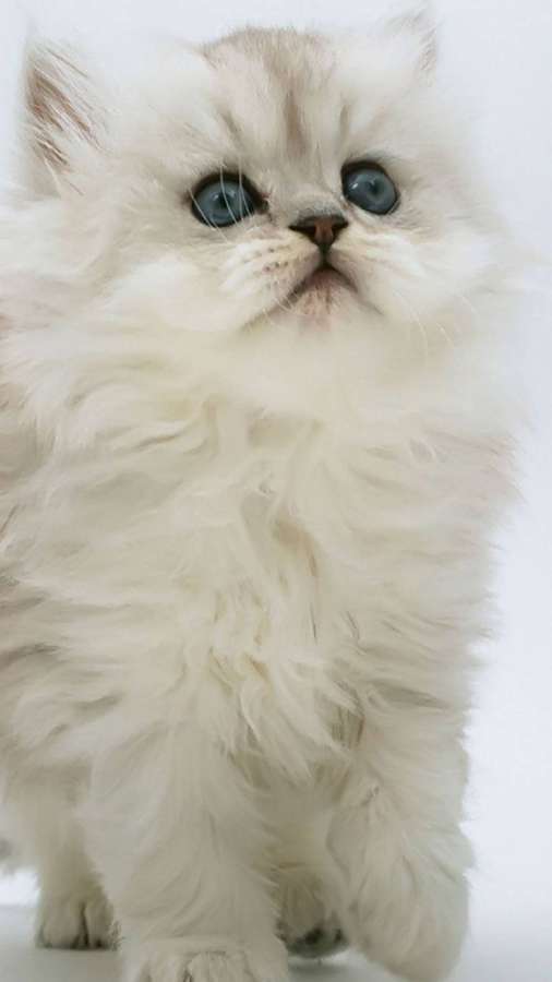 Fluffy white Persian kitten with blue eyes looking up — Cat iPhone Background