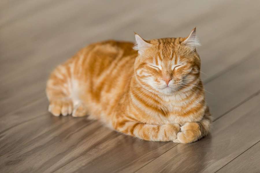 A ginger tabby cat sleeping peacefully on a wooden floor. — Cat Pfp Wallpaper