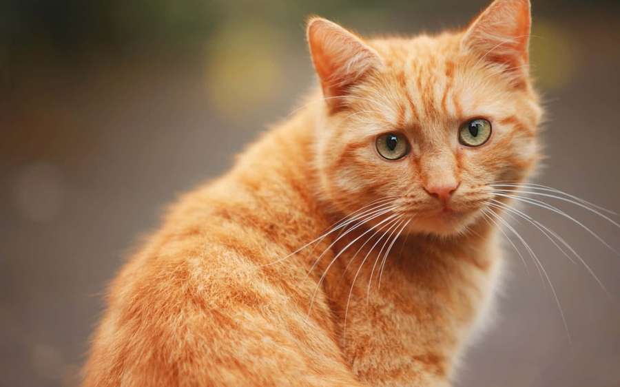 A fluffy orange cat with green eyes looking at the camera. — Cat Picture