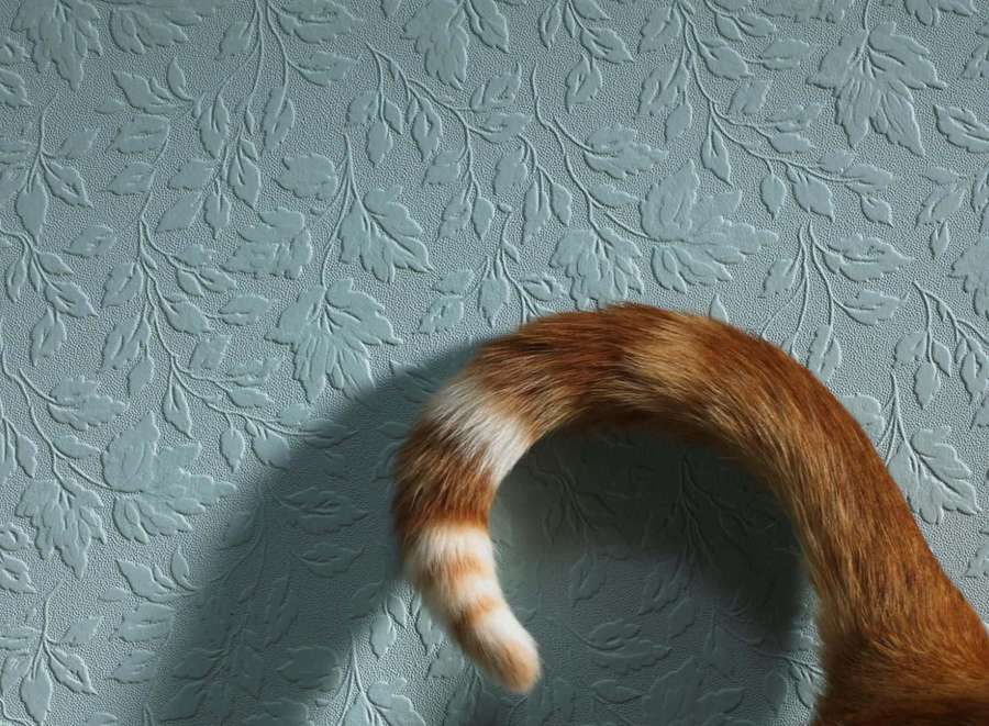 A ginger cat's tail curled against textured blue floral wallpaper. — Cat Tail Picture