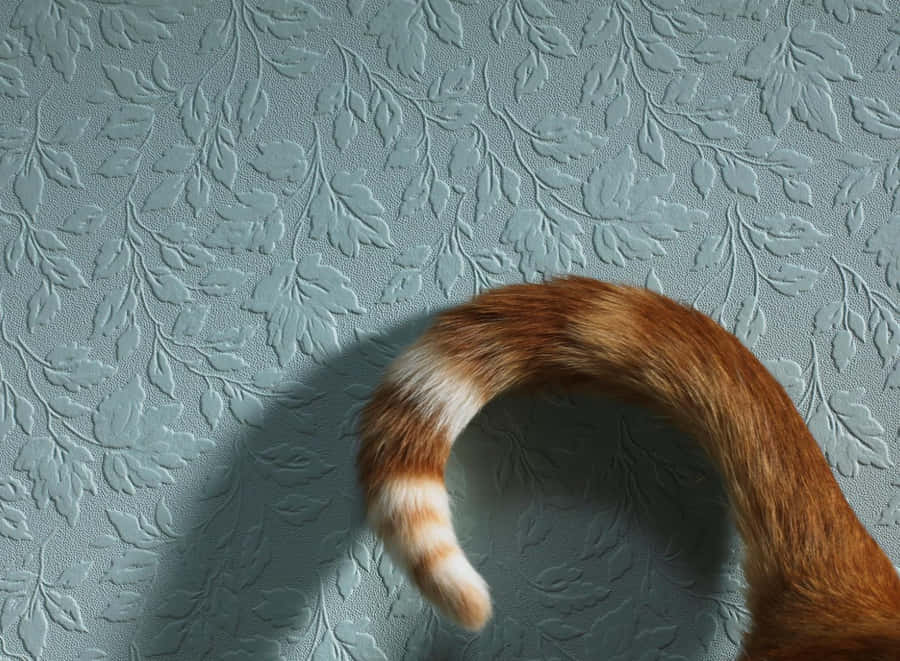 Cat Tail Pictures Wallpaper