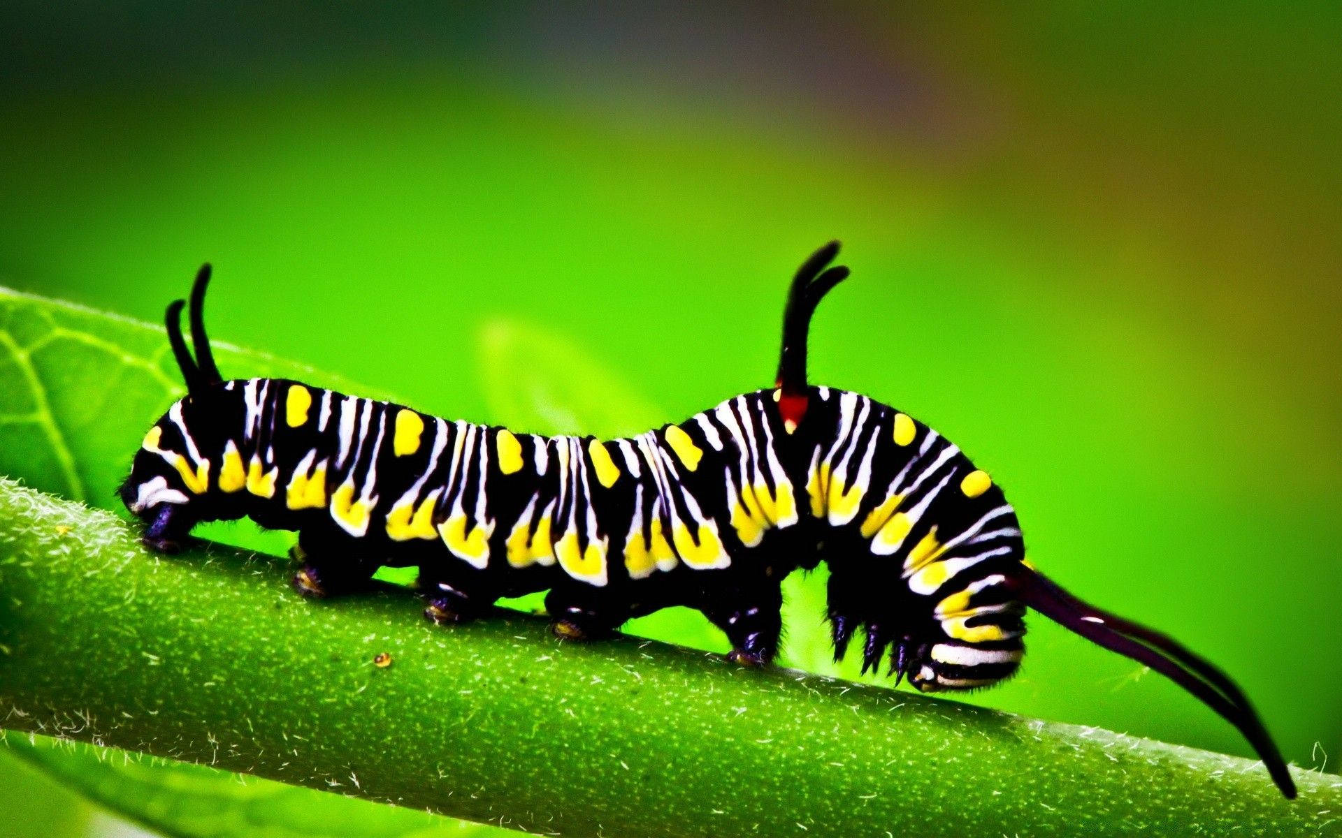 Caterpillar Background Wallpaper