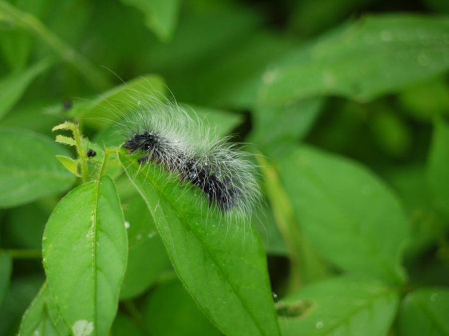 Caterpillar Billeder