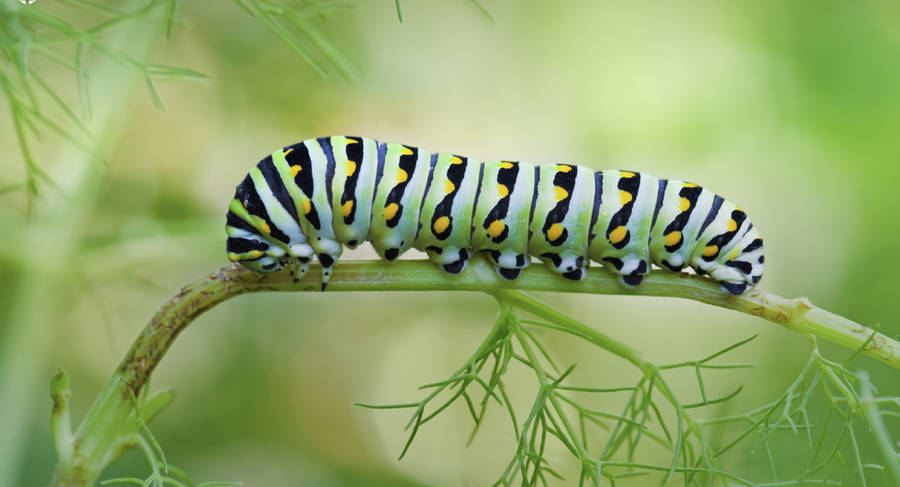 Caterpillar Hintergrund