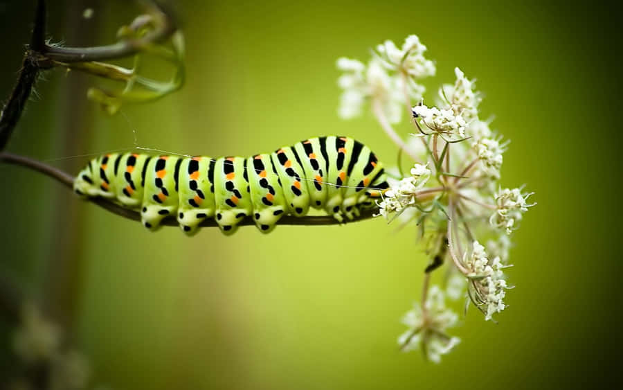 Caterpillar Insekt Bilder