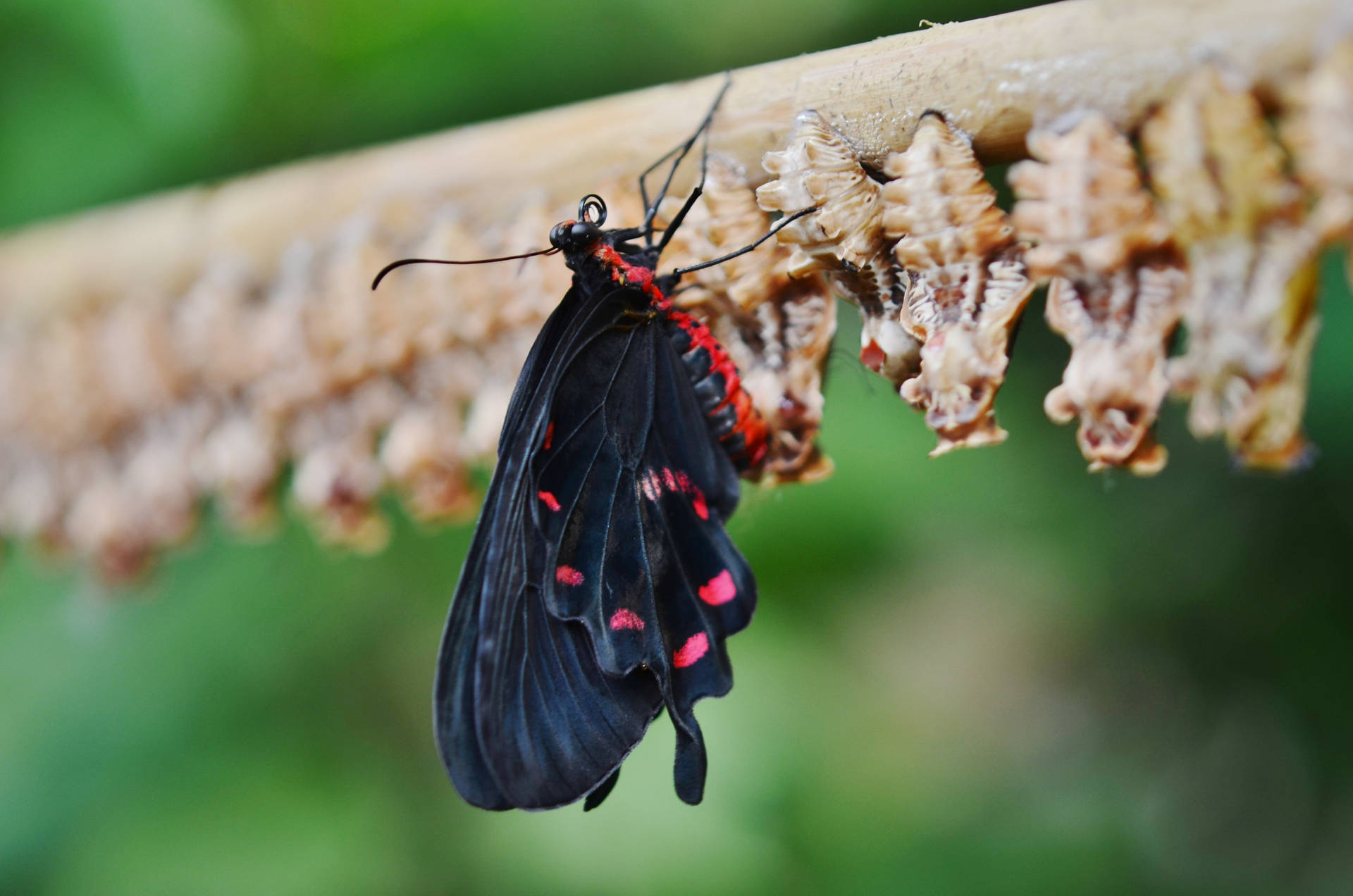 Caterpillar Papel de Parede