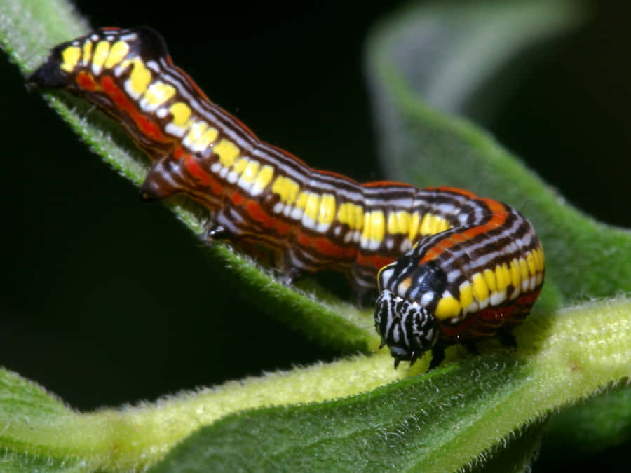 Caterpillar Transformation Wallpaper