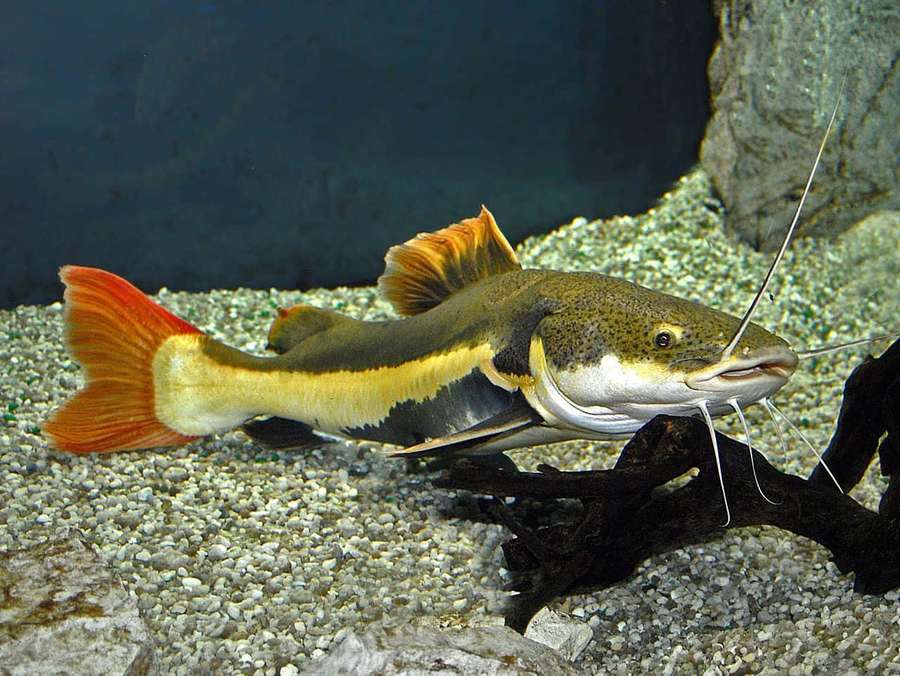 A colorful catfish with red tail and whiskers swims in gravel-bottomed aquarium. — Catfish Background
