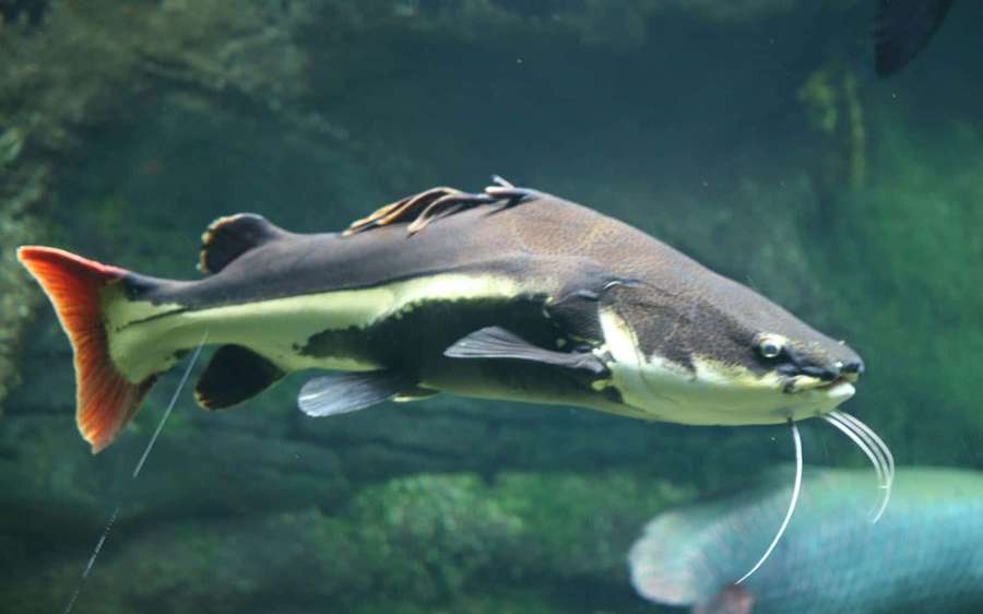 A large catfish with a red tail and long whiskers swims in green water. — Catfish Picture