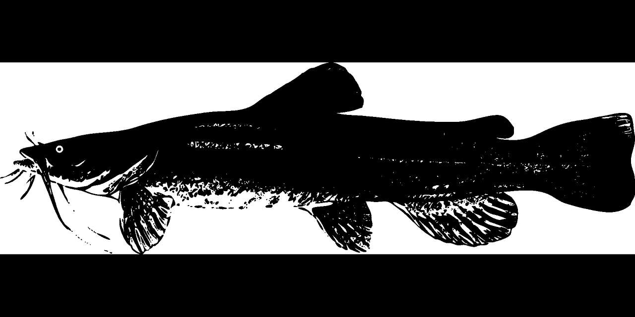 Black and white illustrated catfish with textured body and whiskers. — Catfish PNG