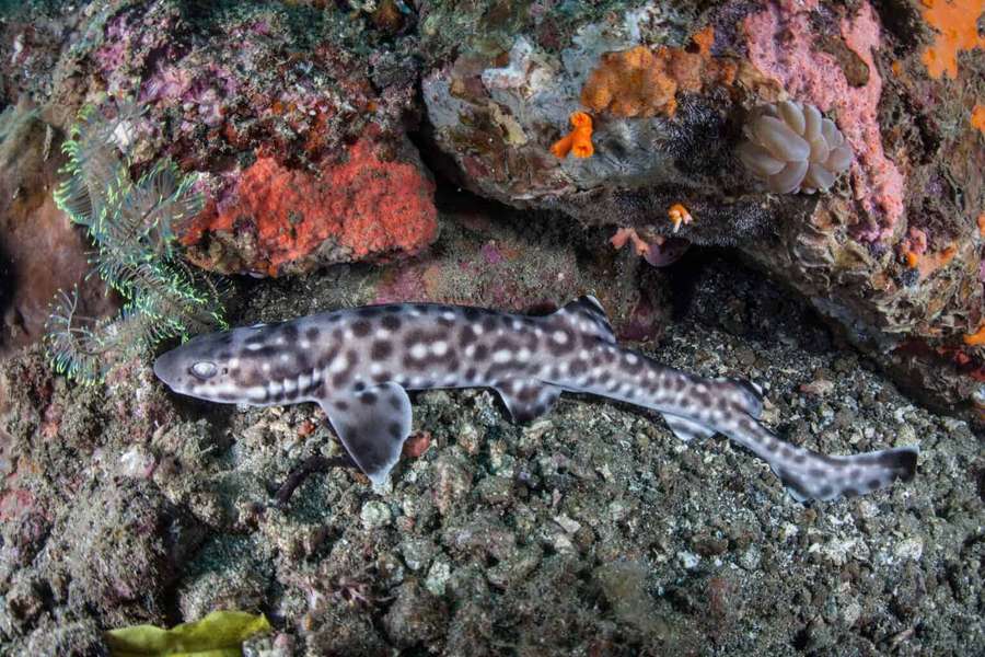 Ein gefleckter Hai schwimmt in der Nähe von bunten Korallen und Felsen unter Wasser. — Catshark Wallpaper