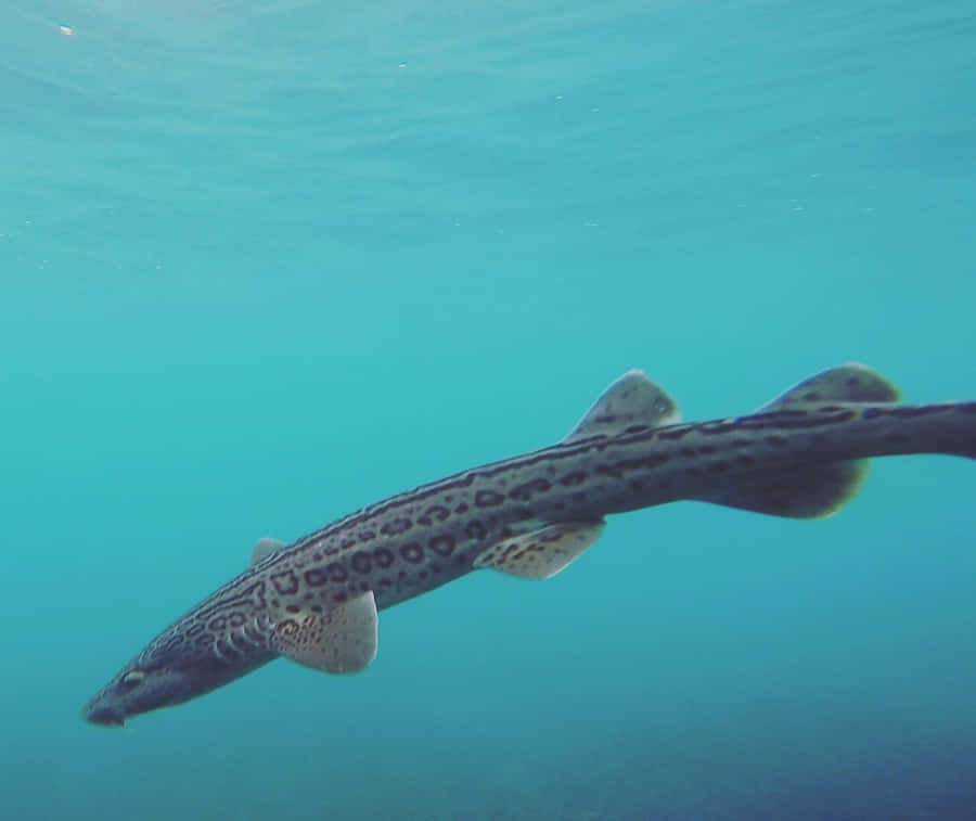 Catshark Achtergrond