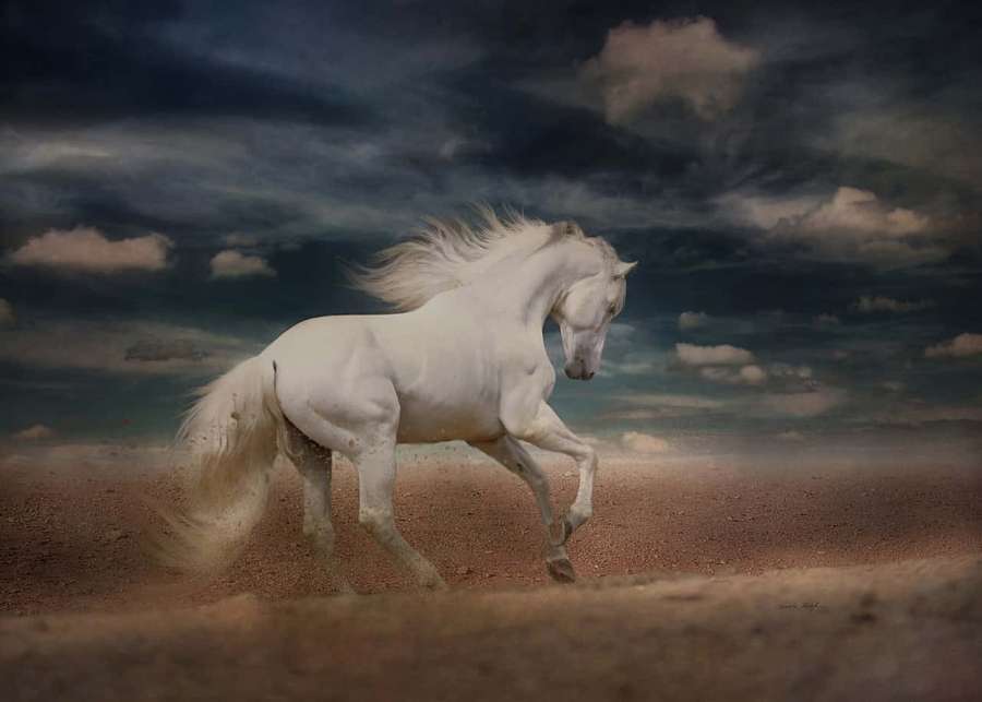Cavalo branco correndo através de poeira sob céu tempestuoso — Cavalo correndo Papéis de Parede