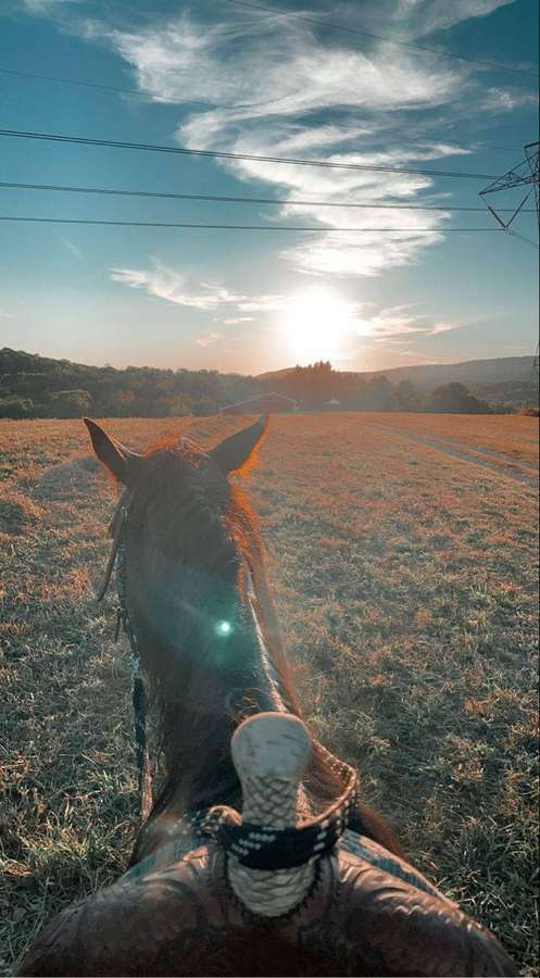 Montando um cavalo por um campo ao pôr do sol com linhas de energia ao longe. — Cavalo Papéis de Parede