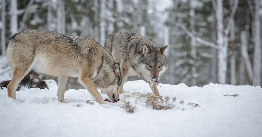 Dos lobos comiendo un hueso en un bosque nevado. — Cazando lobos Fondos de pantalla