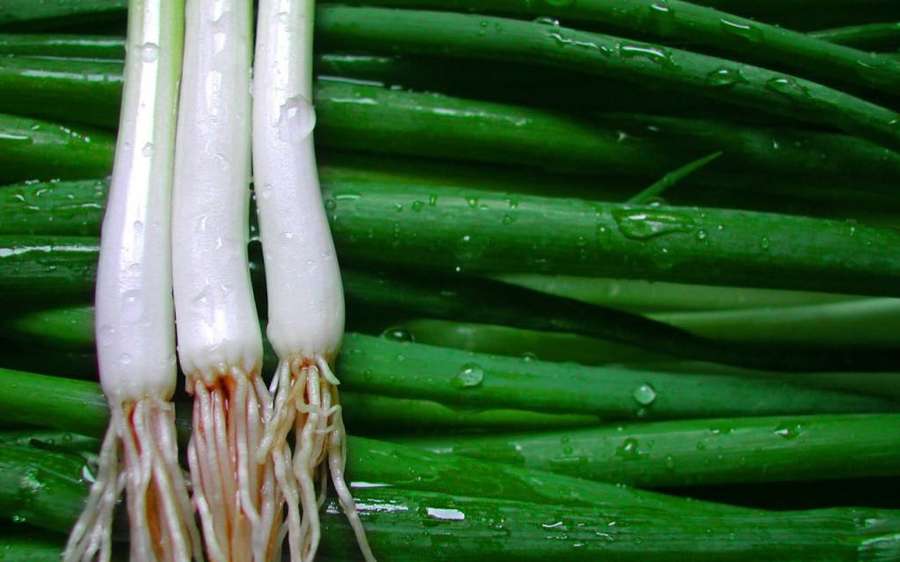 Cebolinhas frescas com gotículas de água em seus talos verdes e bulbos brancos. — Cebola verde Papéis de Parede