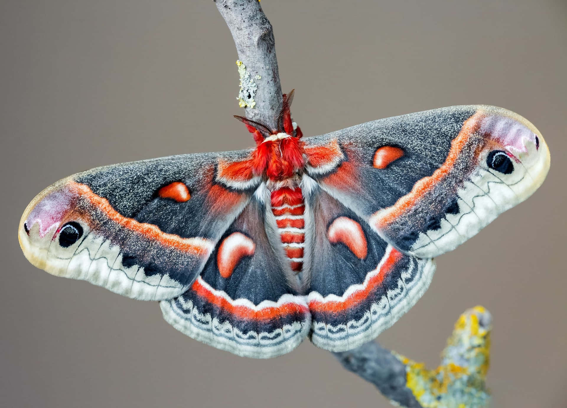 Cecropia Moth Wallpaper