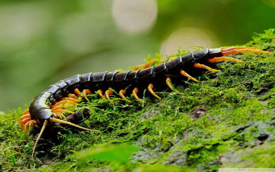 A centipede with black body and orange legs crawling on mossy ground. — Centipede Wallpaper