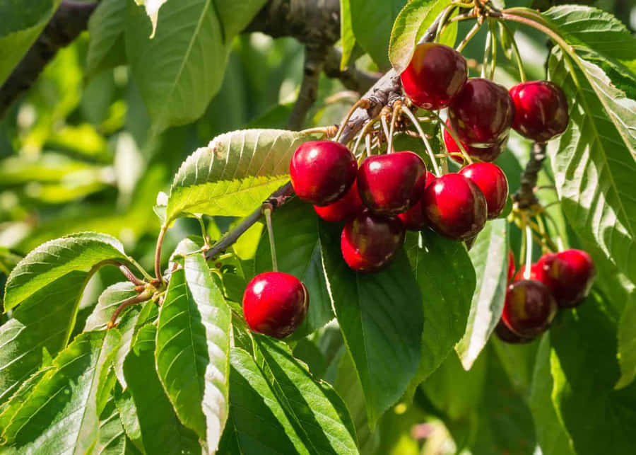 Cerises Rouges Fond d'écran