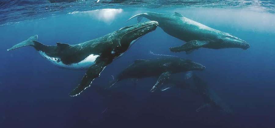 Drei Buckelwale schwimmen anmutig unter Wasser im blauen Ozean — Cetaceans Wallpaper