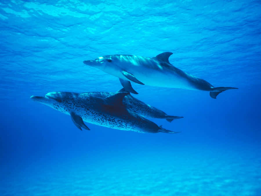 Cetaceans Bakgrunnsbildet
