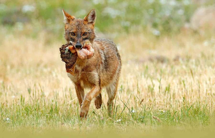 Un zorro corriendo por la hierba con carne en la boca. — Chacal Fondos de pantalla