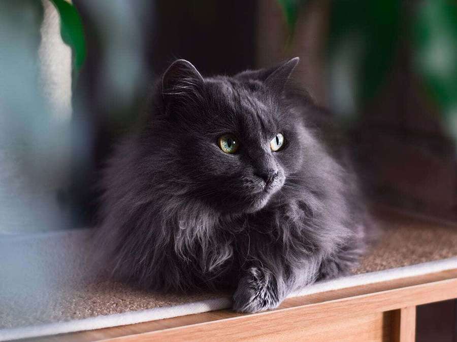 A fluffy gray cat with green eyes resting on a wooden windowsill. — Chantilly-tiffany Wallpaper