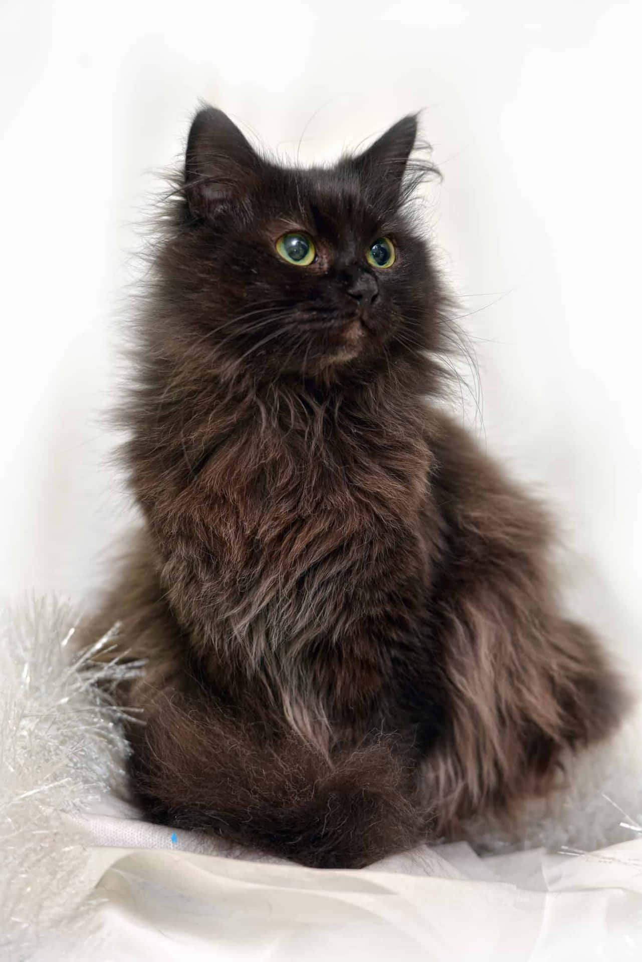 Chantilly-tiffany Bakgrunnsbildet