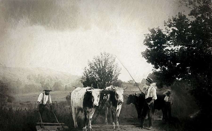 Farmers guiding oxen through a misty rural field in vintage sepia tones. — Charcoal Drawings Wallpaper