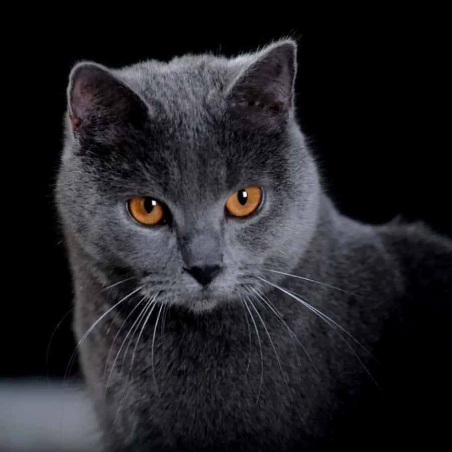 Chartreux Wallpaper