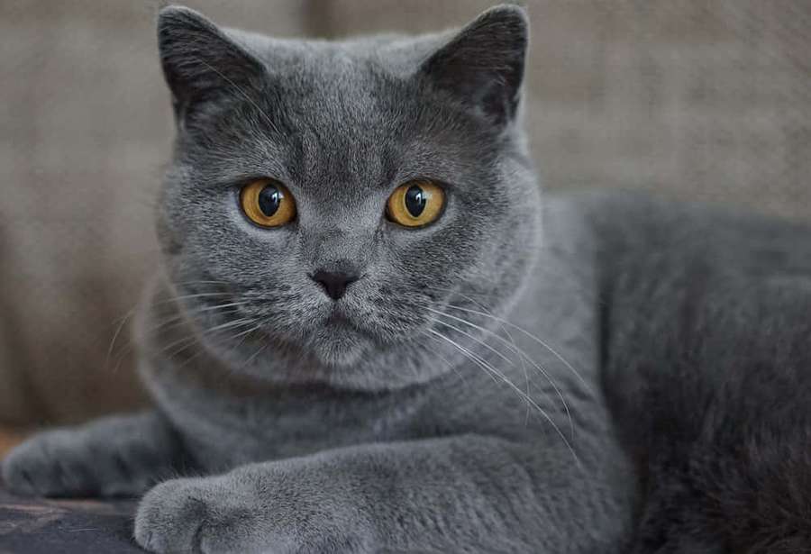 En grå katt med klare ravfargede øyne som ser direkte på betrakteren. — Chartreux Bakgrunner