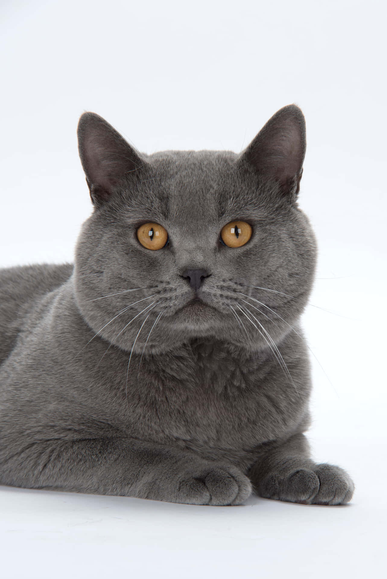 Chartreux Taustakuva