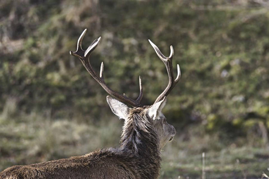 Chasse Au Cerf Fond d'écran